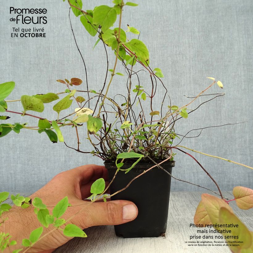 Ejemplar de Orégano Bio (plantas) Maceta de 8/9 cm entregado en otoño