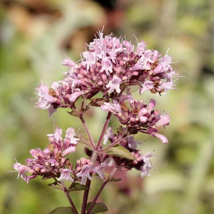 Orégano Bio (plantas) (Floración)