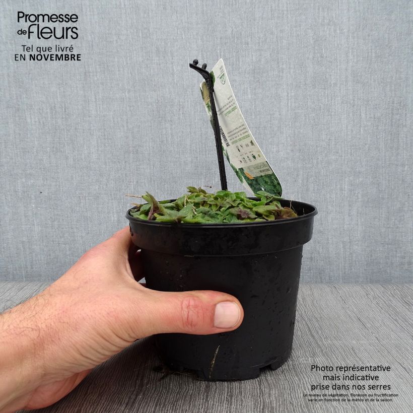 Ejemplar de Orégano - Origanum heracleoticum Maceta 1,5L/2L entregado en otoño