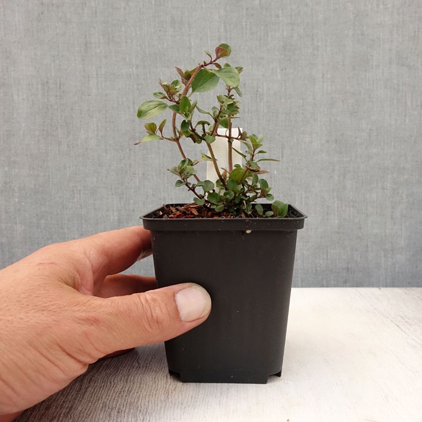 Ejemplar de Orégano Herrenhausen - Origanum laevigatum Maceta de 8/9 cm entregado en verano