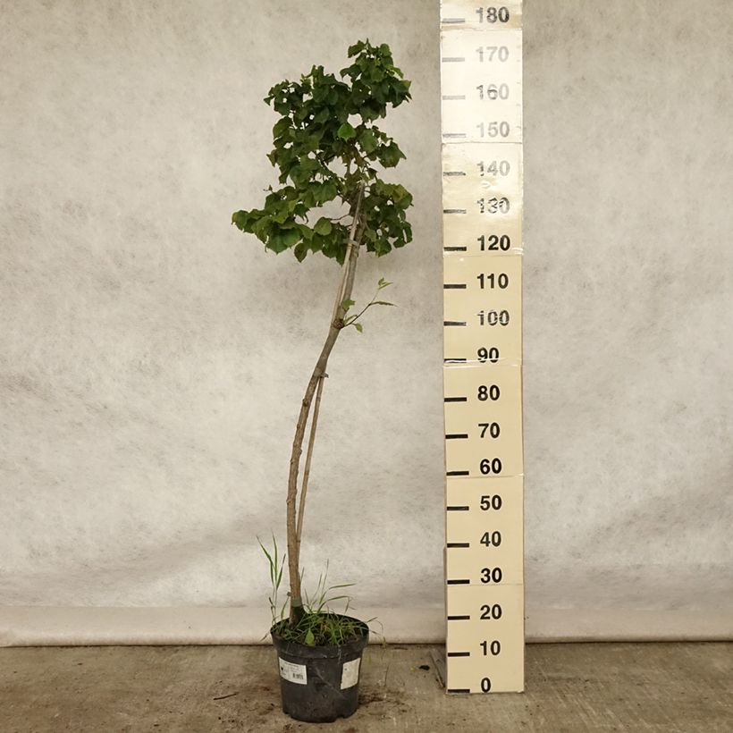 Ejemplar de Ulmus glabra Nana - Olmo Maceta 7,5L/10LAltura de entrega aprox. 100/120cm entregado en verano