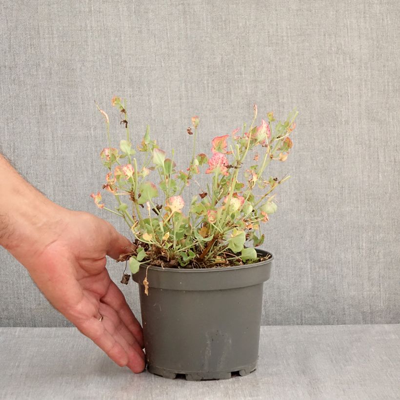 Ejemplar de Acedera romana - Rumex scutatus Maceta 1,5L/2L entregado en verano