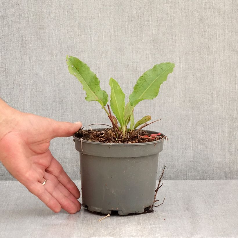 Ejemplar de Acederón - Rumex patientia Maceta 1,5L/2L entregado en verano