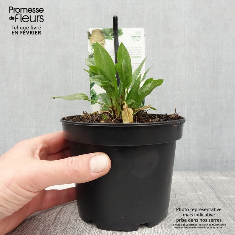 Acederón - Rumex patientia Maceta 1,5L/2L Ejemplar entregado en invierno