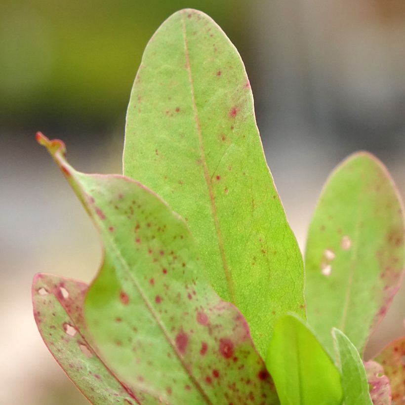 Acederón - Rumex patientia (Follaje)