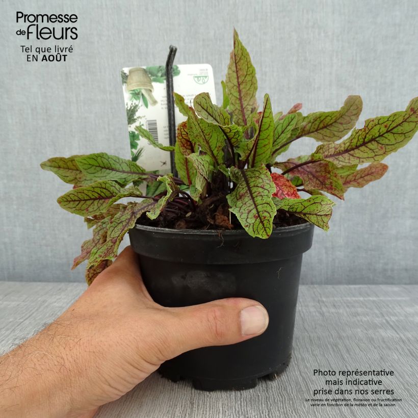 Ejemplar de Acedera - Rumex sanguineus Maceta 1,5L/2L entregado en verano