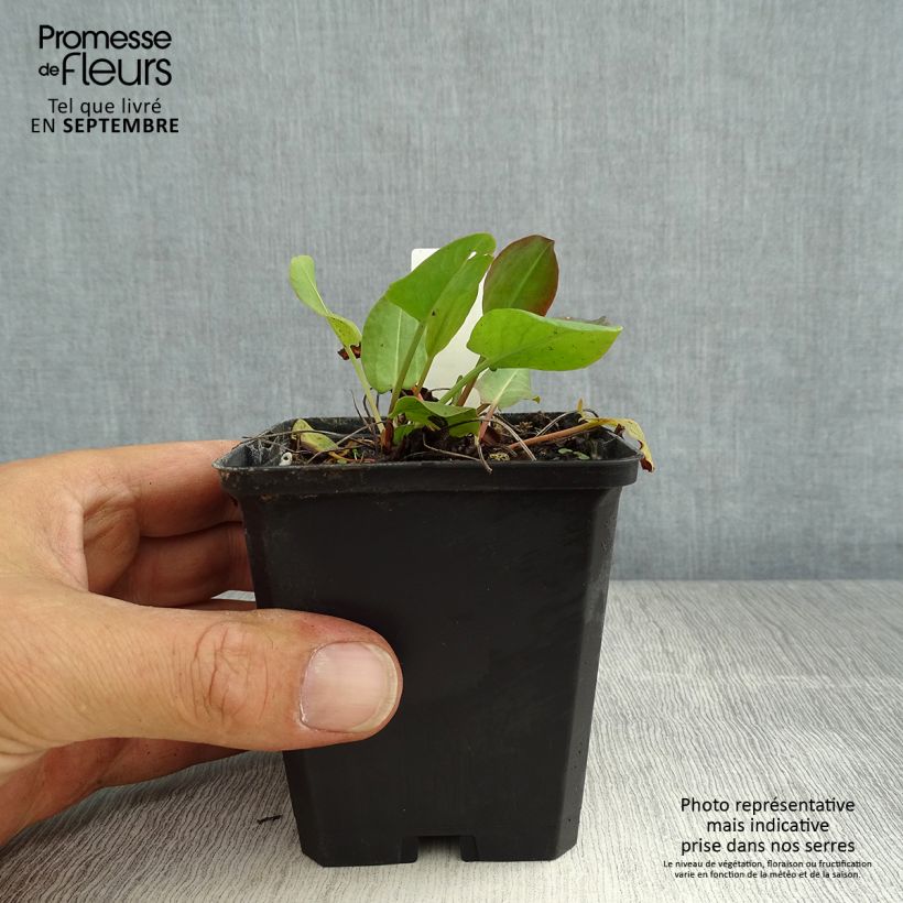 Ejemplar de Acedera común - Rumex acetosa Maceta de 8/9 cm entregado en verano