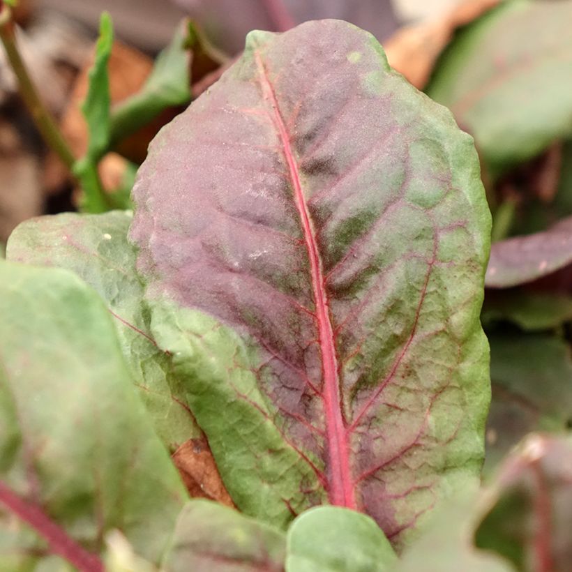 Acedera Ruber - Rumex arifolius (Follaje)