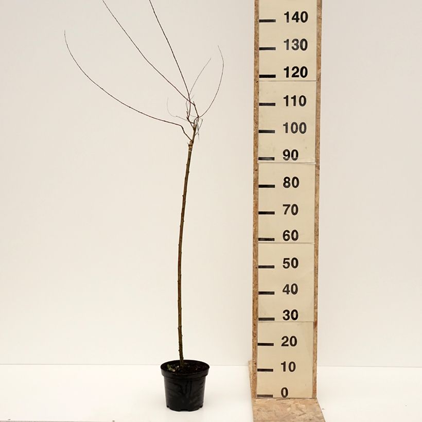 Salix purpurea Pendula - Mimbrera púrpura Maceta 3L/4L Ejemplar entregado en invierno