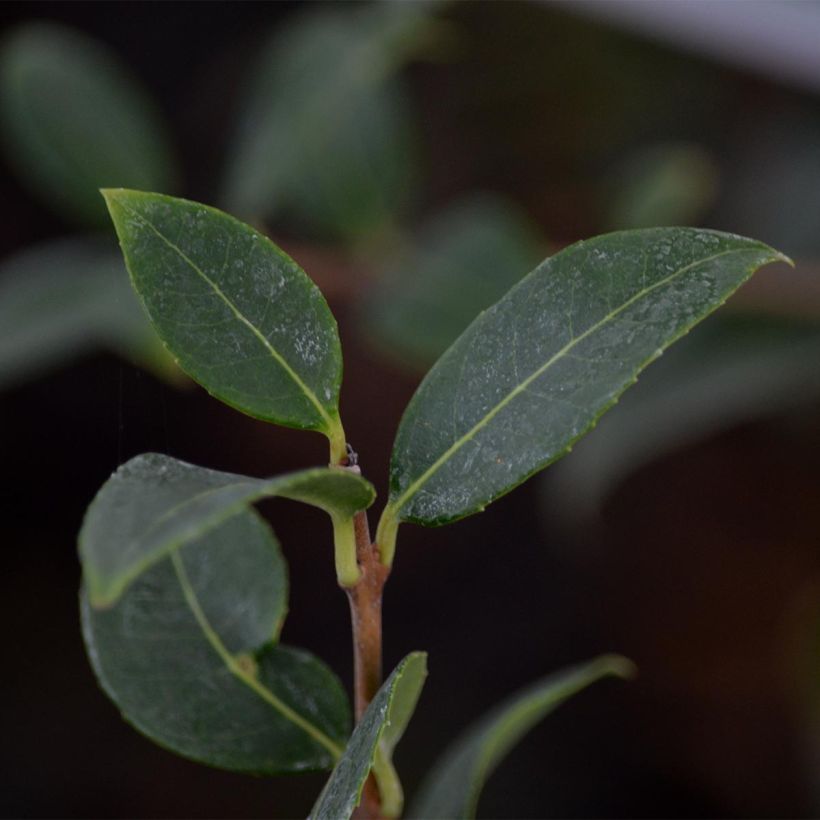 Osmanthus burkwoodii - Acebo de Burkwood (Follaje)
