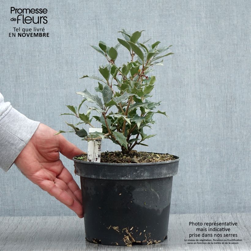 Ejemplar de Osmanthus heterophyllus Purpureus - Acebo chino Maceta 3L/4L entregado en otoño