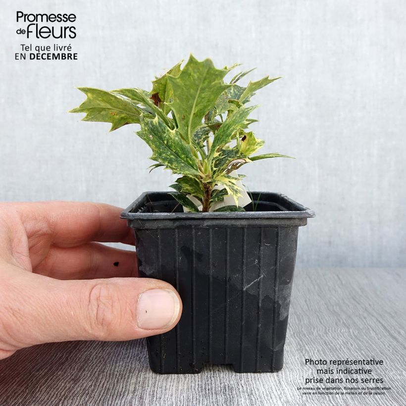 Ejemplar de Osmanthus heterophyllus Tricolor - Acebo chino Maceta de 8/9 cm entregado en otoño
