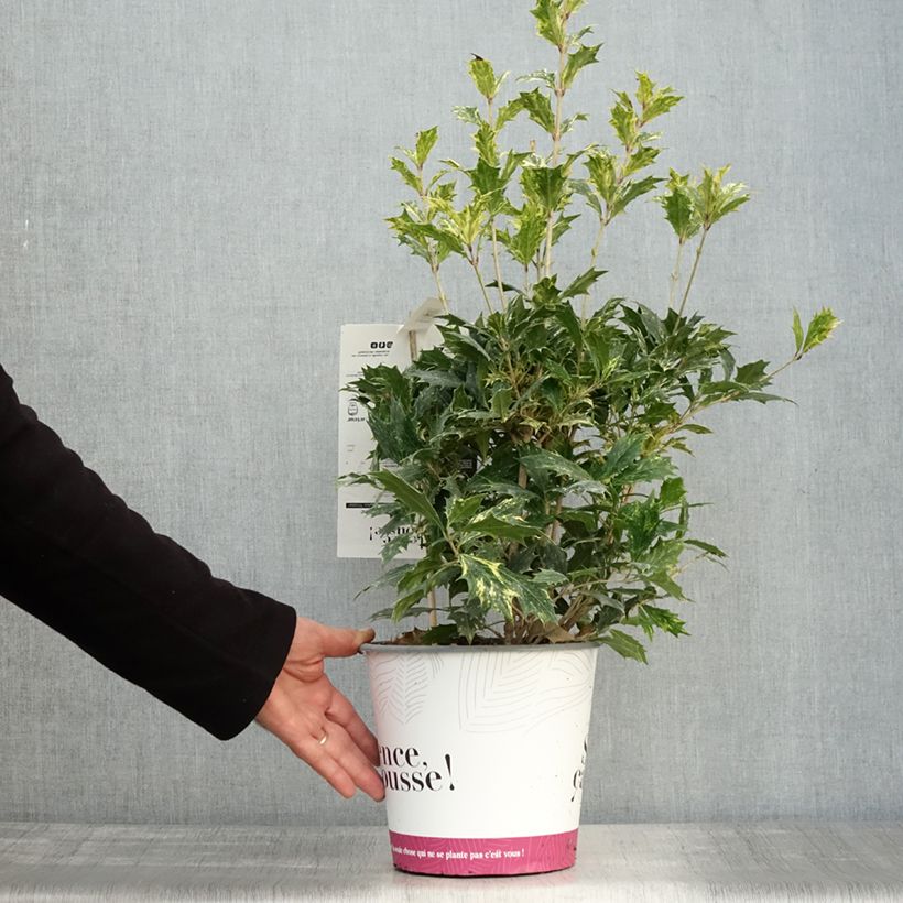Ejemplar de Osmanthus heterophyllus Tricolor - Acebo chino Maceta 4L/5L entregado en otoño