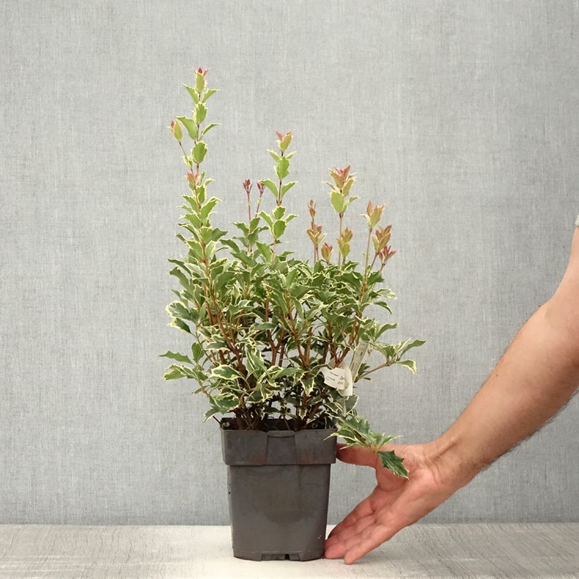 Ejemplar de Osmanthus heterophyllus Variegatus - Acebo chino Maceta 2L/3LAltura de entrega aprox. 20/25cm entregado en verano