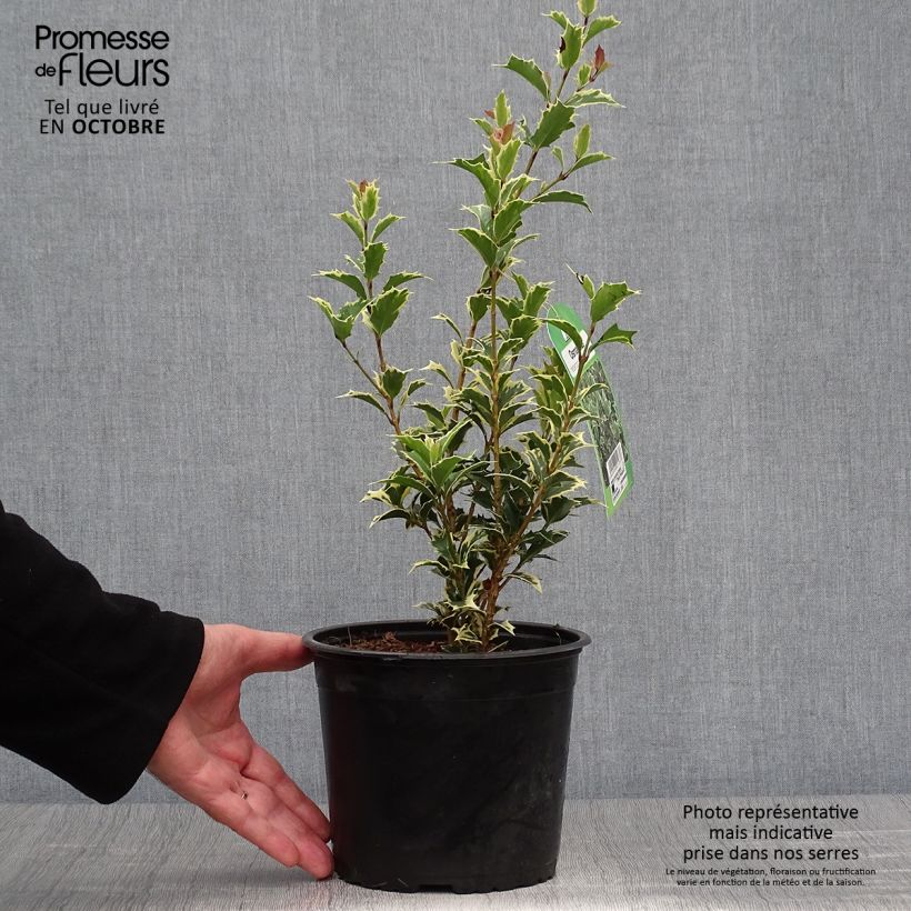 Ejemplar de Osmanthus heterophyllus Variegatus - Acebo chino Maceta 3L/4L entregado en otoño