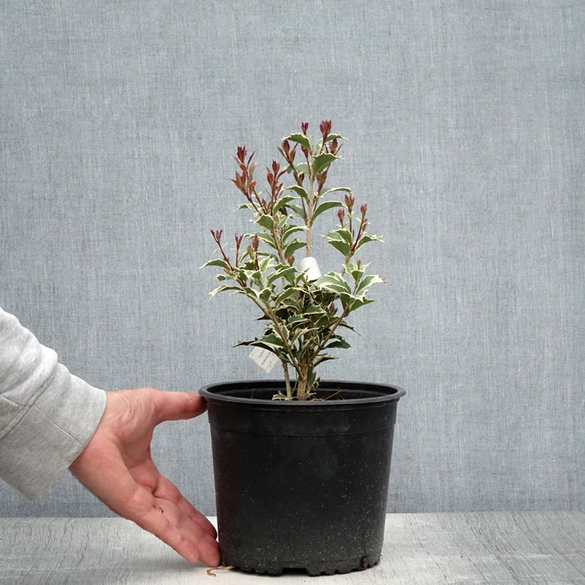 Ejemplar de Osmanthus heterophyllus Variegatus - Acebo chino Maceta 3L/4LAltura de entrega aprox. 30/40cm entregado en verano