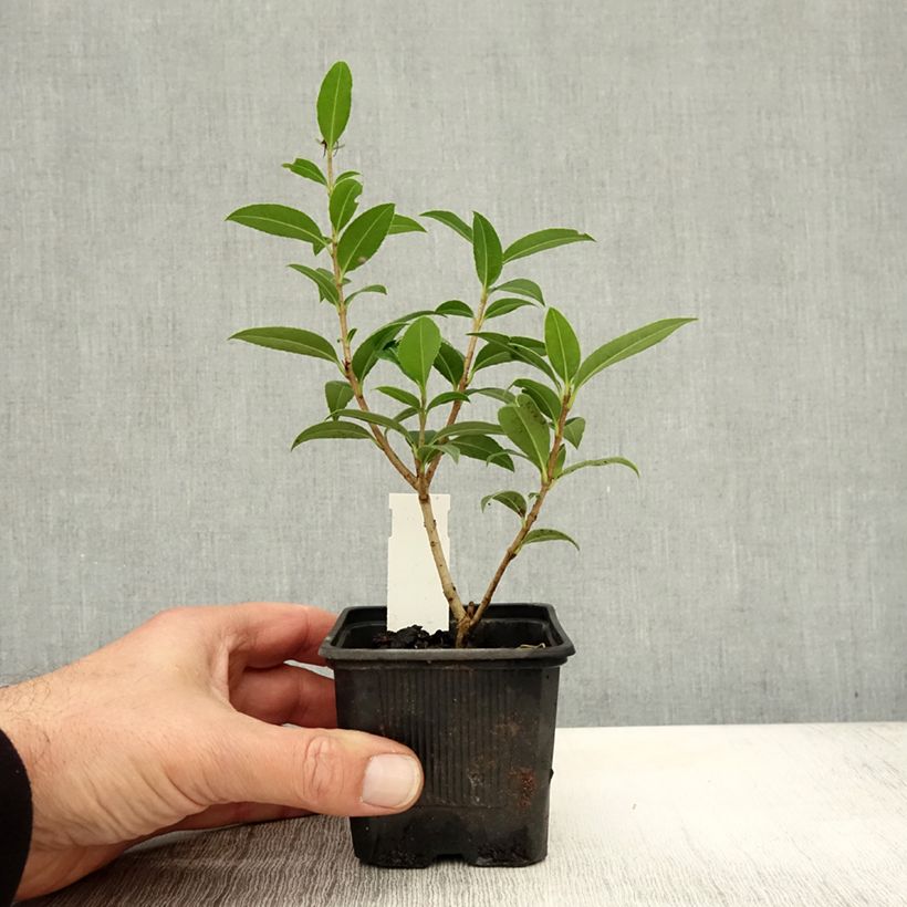 Ejemplar de Osmanthus serrulatus Maceta de 8/9 cm entregado en otoño