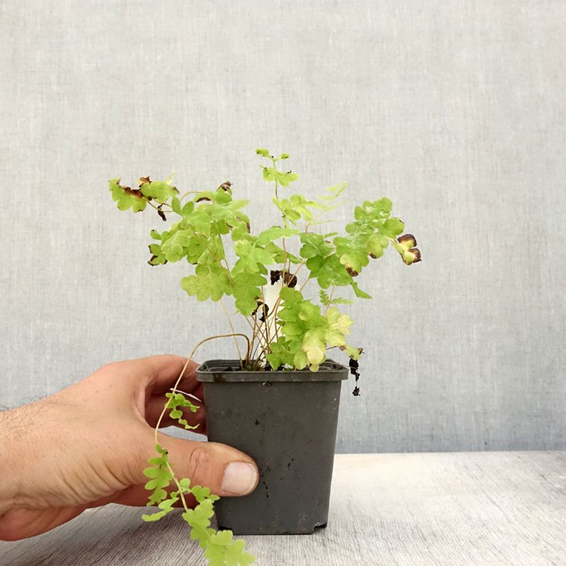 Ejemplar de Osmunda claytoniana - Helecho Maceta de 8/9 cm entregado en otoño