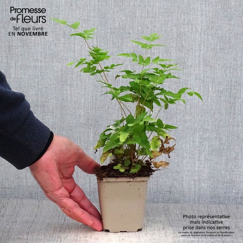 Ejemplar de Osmunda japonica - Helecho Maceta de 8/9 cm entregado en otoño