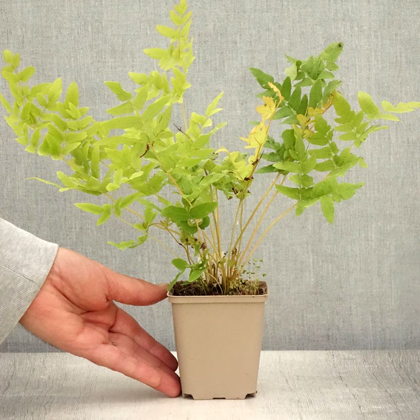 Ejemplar de Osmunda regalis - Helecho real Maceta de 8/9 cm entregado en verano