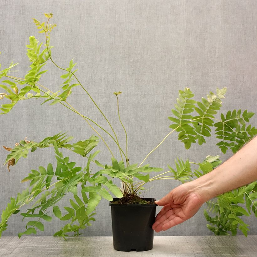 Ejemplar de Osmunda regalis - Helecho real Maceta 2L/3L entregado en verano