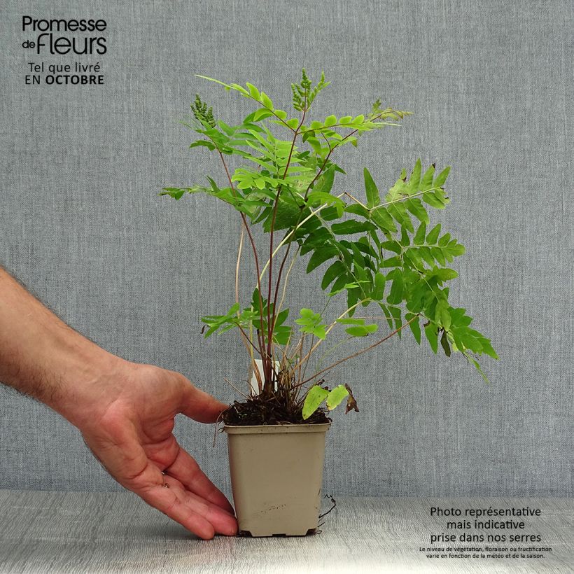 Ejemplar de Osmunda regalis Purpurascens - Helecho real Maceta de 8/9 cm entregado en otoño