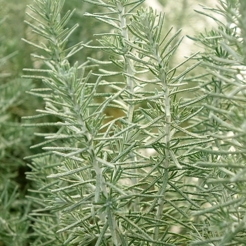 Ozothamnus rosmarinifolius Silver Jubilee (Follaje)
