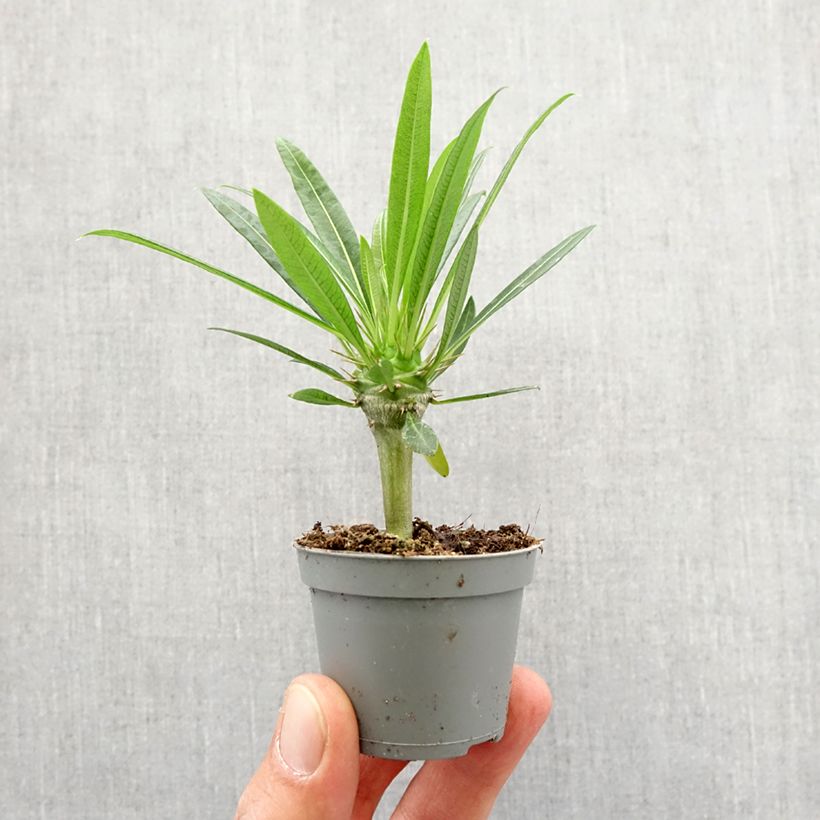 Palmera de madagascar - Pachypodium lamerei Mini-plante Ejemplar entregado en la primavera