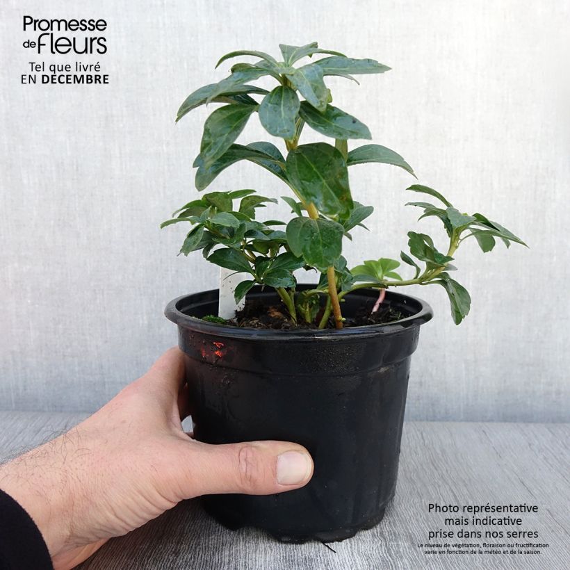 Ejemplar de Pachysandra terminalis - Diamante Maceta 2L/3L entregado en otoño