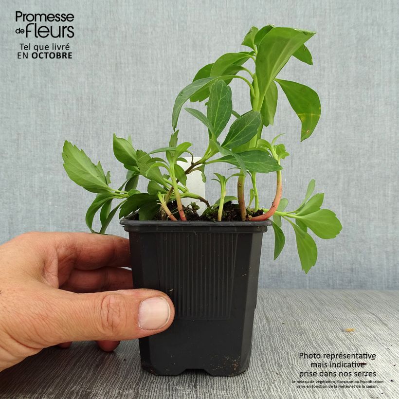 Ejemplar de Pachysandra terminalis Green Sheen - Diamante Maceta de 8/9 cm entregado en otoño