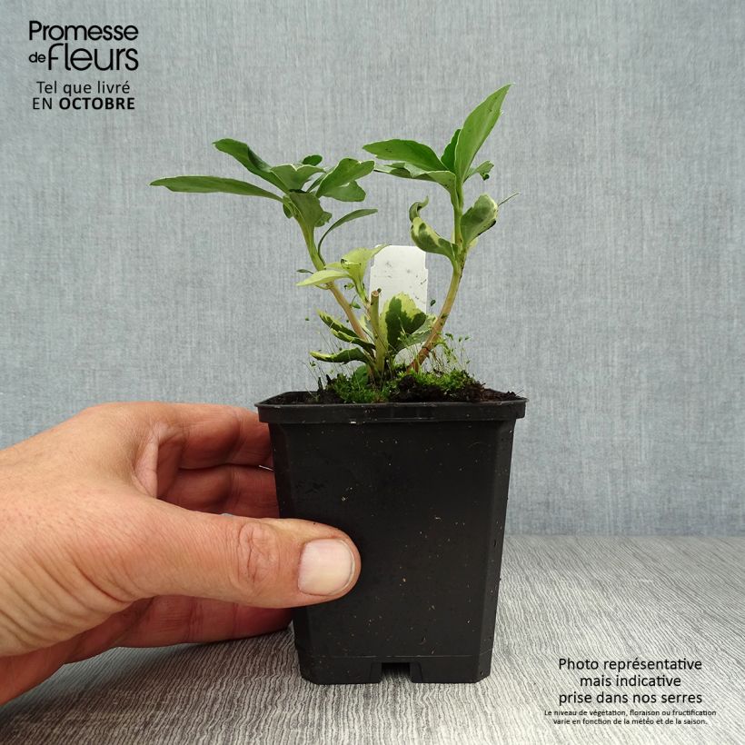 Ejemplar de Pachysandra terminalis Variegata - Diamante Maceta de 8/9 cm entregado en otoño