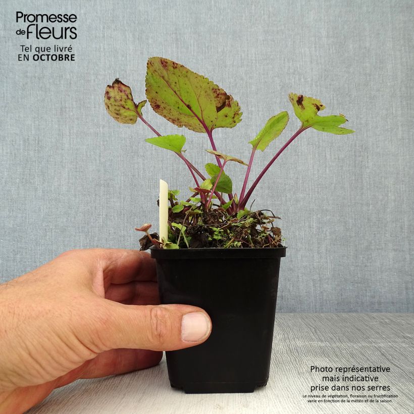 Ejemplar de Packera aurea Maceta de 8/9 cm entregado en otoño