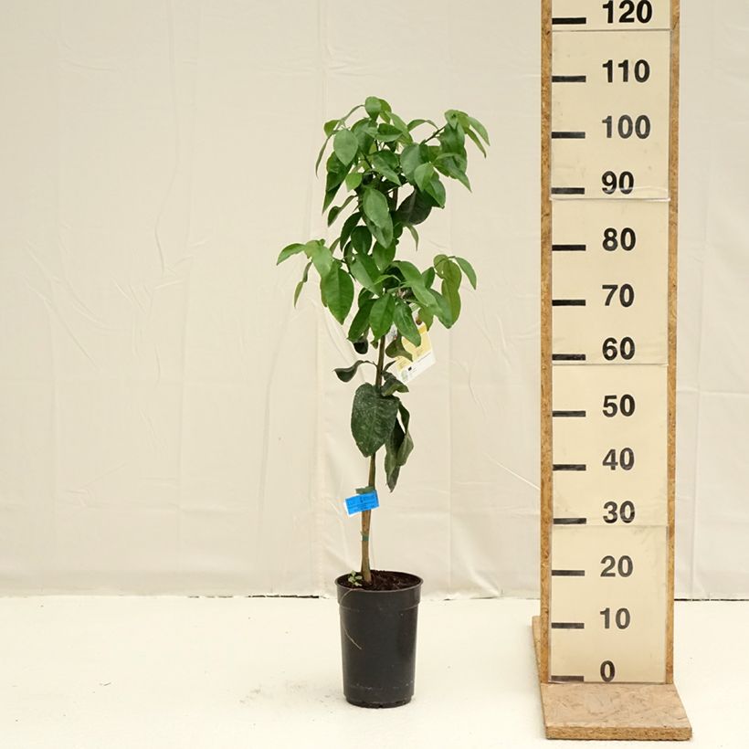 Pomelo - Citrus paradisi Maceta 3L/4L, Formación arbustivaAltura de entrega aprox. 70/90cm Ejemplar entregado en la primavera