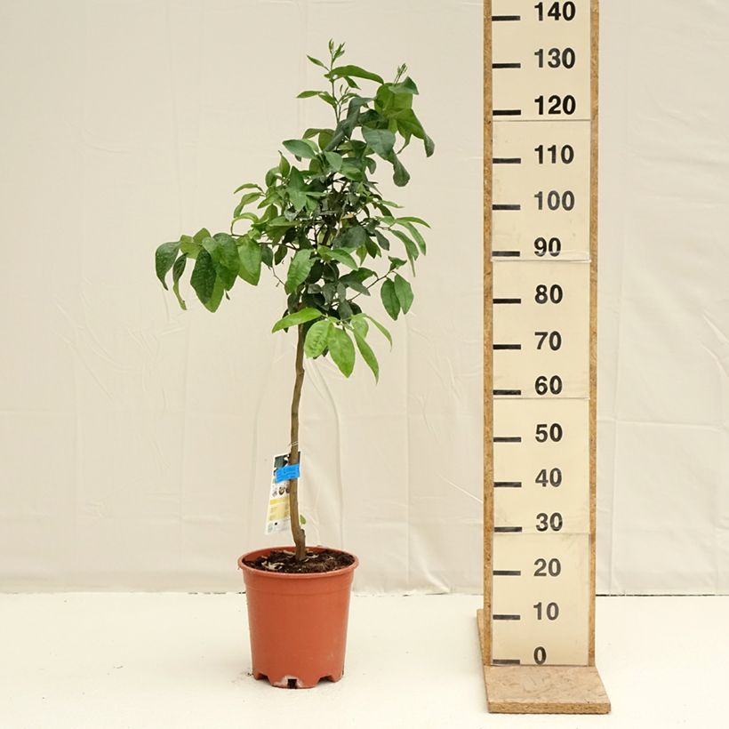 Pomelo - Citrus paradisi Maceta 7,5L/10L, Medio talloAltura de entrega aprox. 120/130cm Ejemplar entregado en la primavera