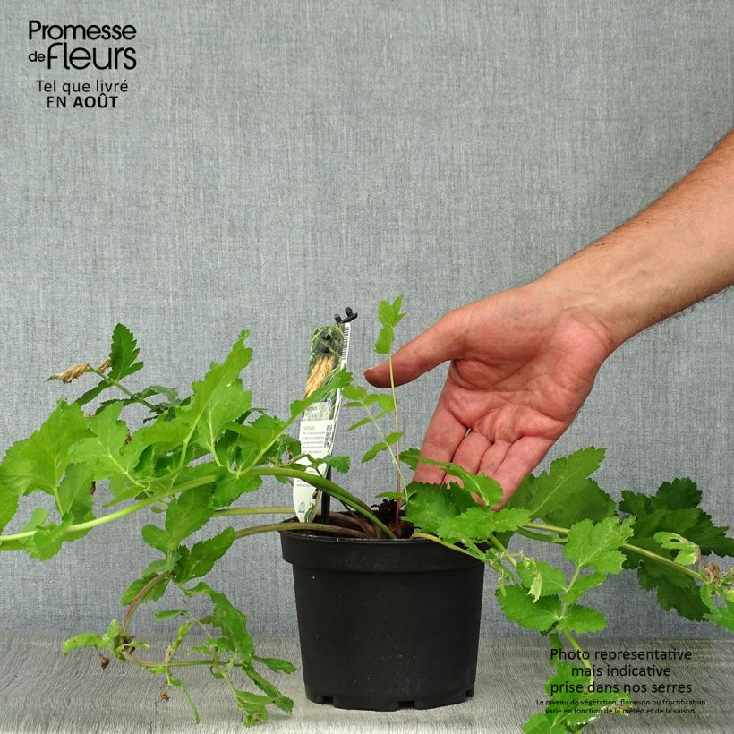 Ejemplar de Chirivía - Pastinaca sativa subsp. sativa Maceta 1,5L/2L entregado en verano