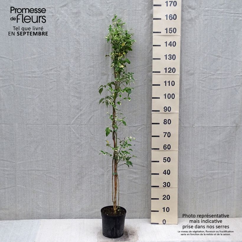 Ejemplar de Pandorea jasminoïdes Variegata Maceta 3L/4L entregado en otoño