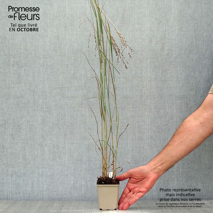 Ejemplar de Panicum virgatum Blue Darkness Maceta de 8/9 cm entregado en otoño