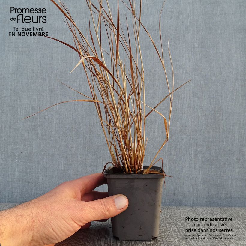 Ejemplar de Panicum virgatum Cheyenne Sky Maceta de 8/9 cm entregado en otoño