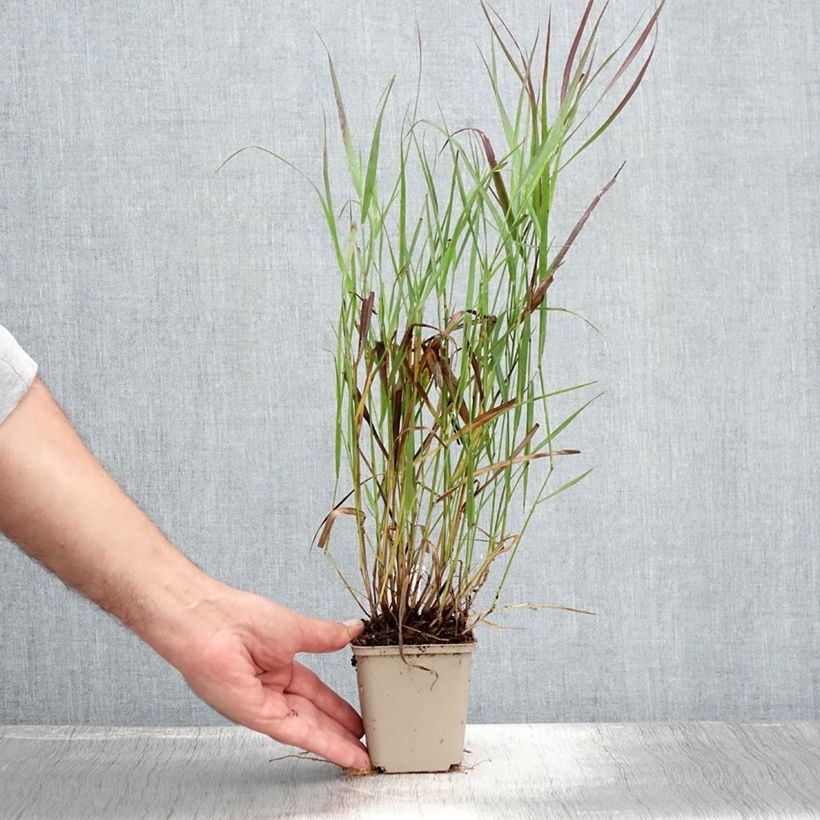 Ejemplar de Panicum virgatum Cheyenne Sky Maceta de 8/9 cm entregado en verano
