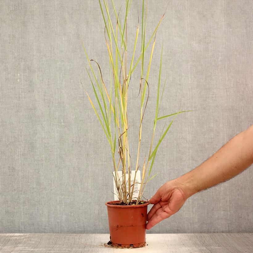 Ejemplar de Panicum virgatum Cloud Nine Maceta 1L/1,5L entregado en verano