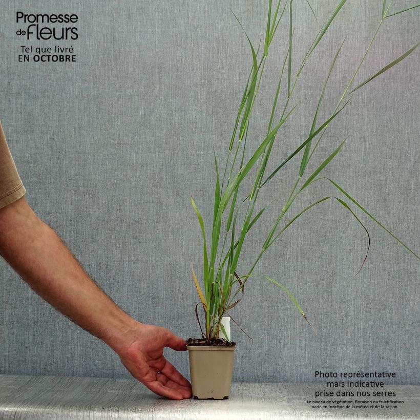 Ejemplar de Panicum virgatum Dallas Blues Maceta de 8/9 cm entregado en otoño