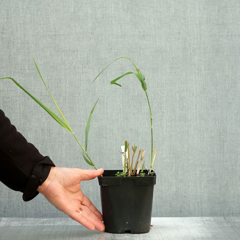 Ejemplar de Panicum virgatum Dallas Blues Maceta 2L/3L entregado en otoño