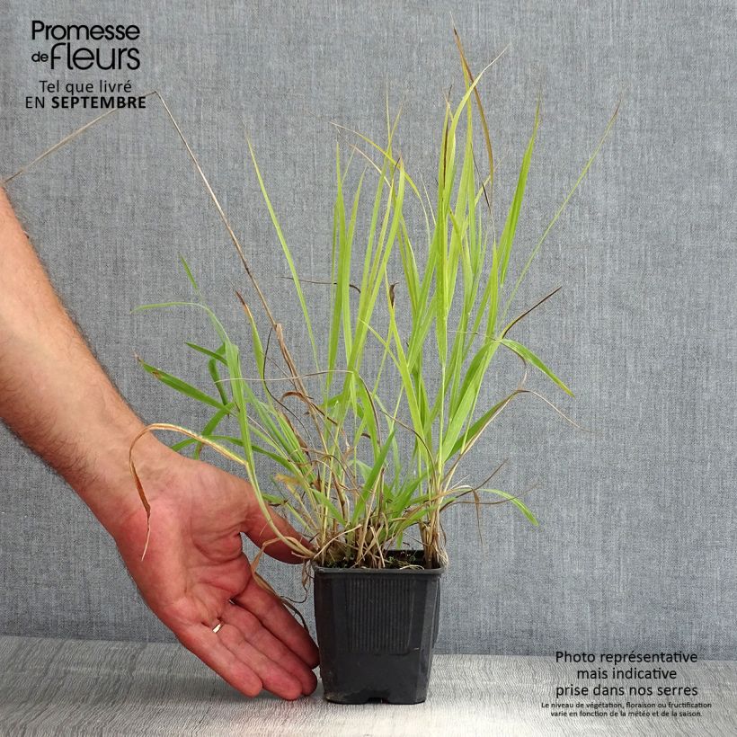 Ejemplar de Panicum virgatum Hanse Herms Maceta de 8/9 cm entregado en verano