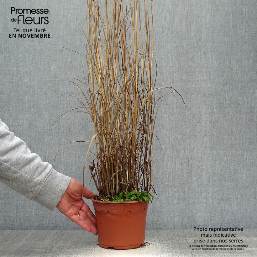 Ejemplar de Panicum virgatum Heavy Metal Maceta 2L/3L entregado en otoño