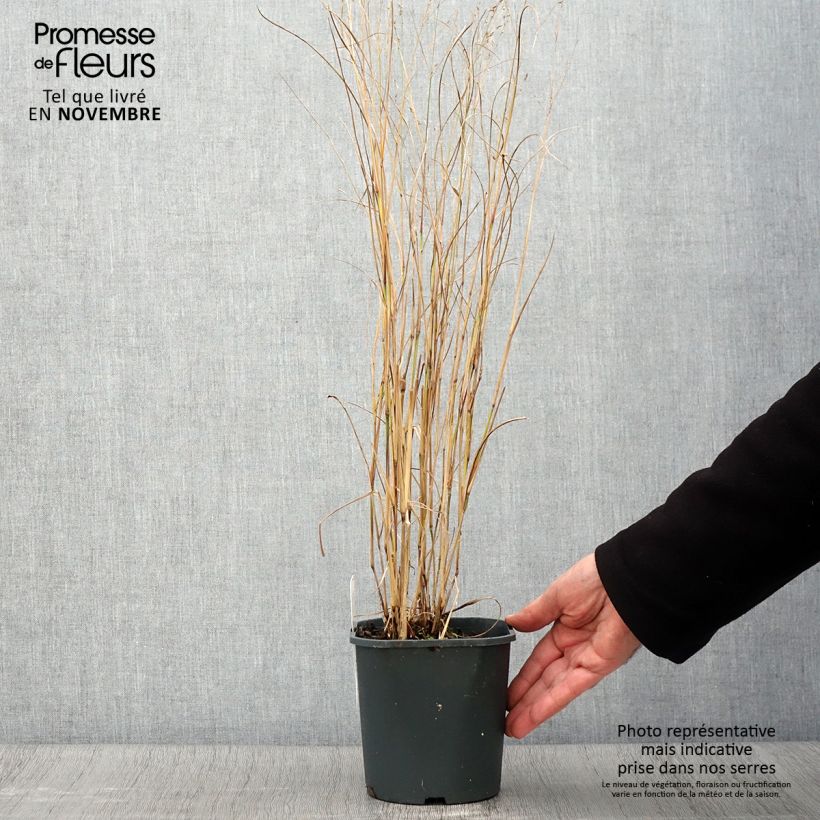 Ejemplar de Panicum virgatum Heiliger Hain Maceta 2L/3L entregado en otoño