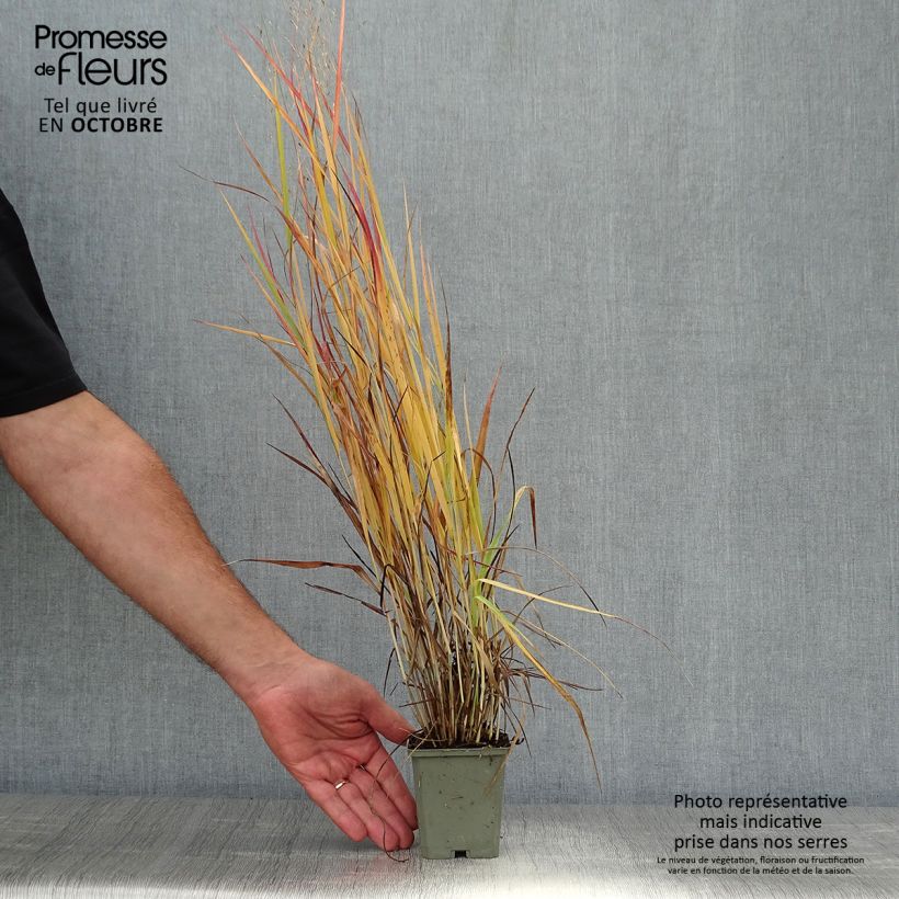 Ejemplar de Panicum virgatum Hot Rod Maceta de 8/9 cm entregado en otoño