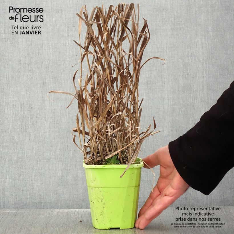 Panicum virgatum Hot Rod Maceta 1,5L/2L Ejemplar entregado en invierno