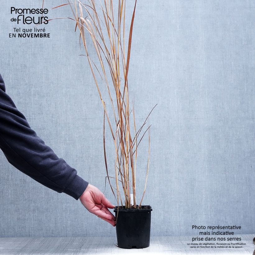 Ejemplar de Panicum virgatum Northwind Maceta 2L/3L entregado en otoño