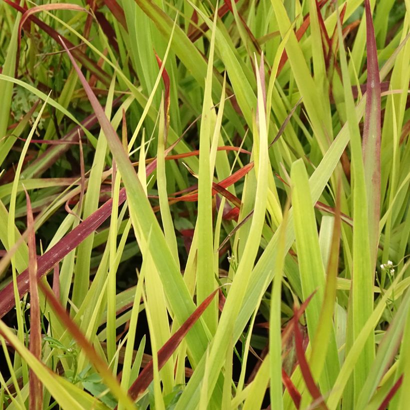 Panicum virgatum Oxblood Autumn (Follaje)