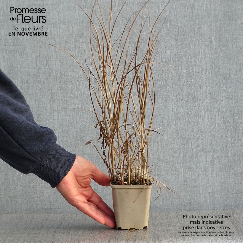 Ejemplar de Panicum virgatum Prairie Sky Maceta de 8/9 cm entregado en otoño